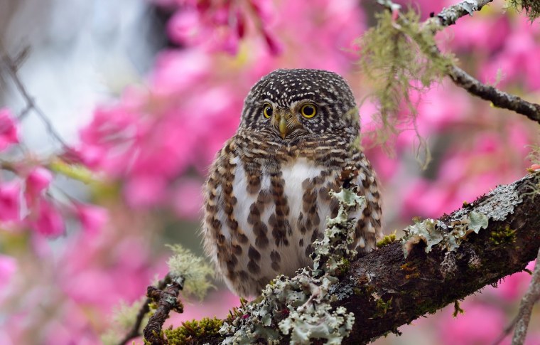 Лиловый Сыч