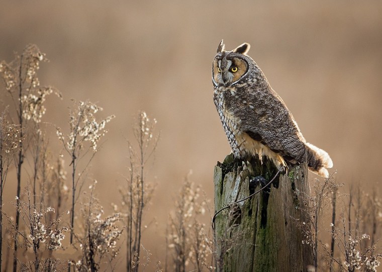 Сова на пне