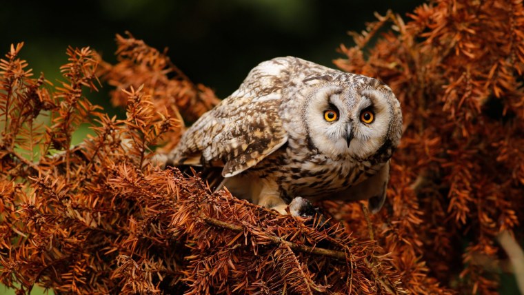 Сова пестрая неясыть