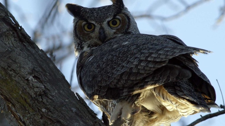 Виргинский Филин клюв