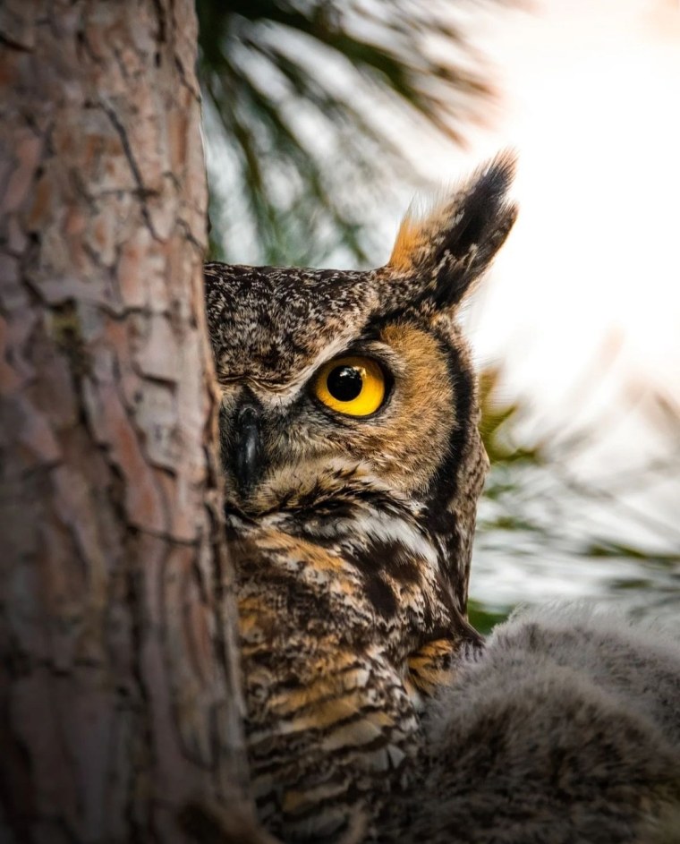 Взгляд Совы