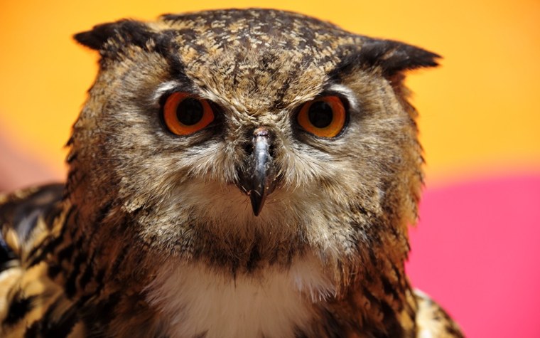 Взгляд Совы