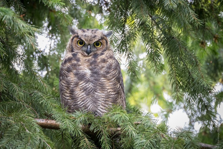 Филин на ветке