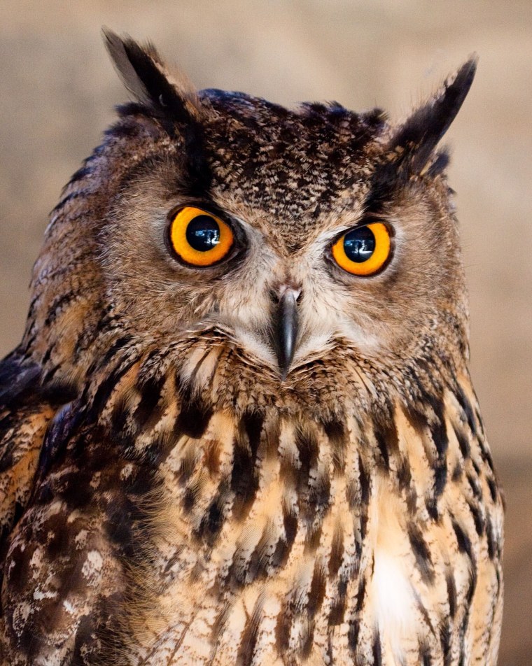 Филин и Сова