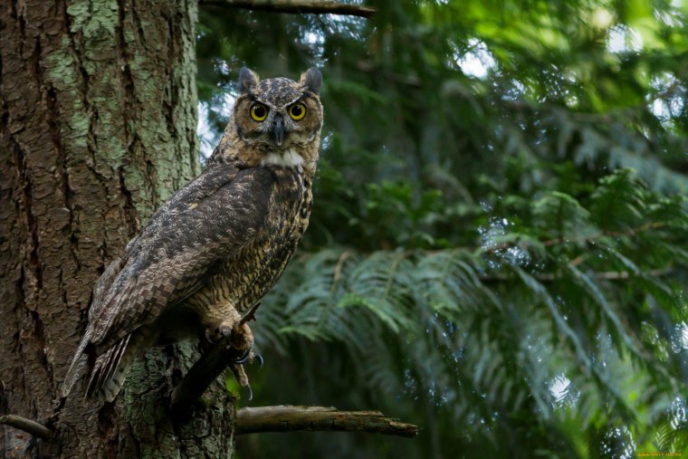 Лесной Филин