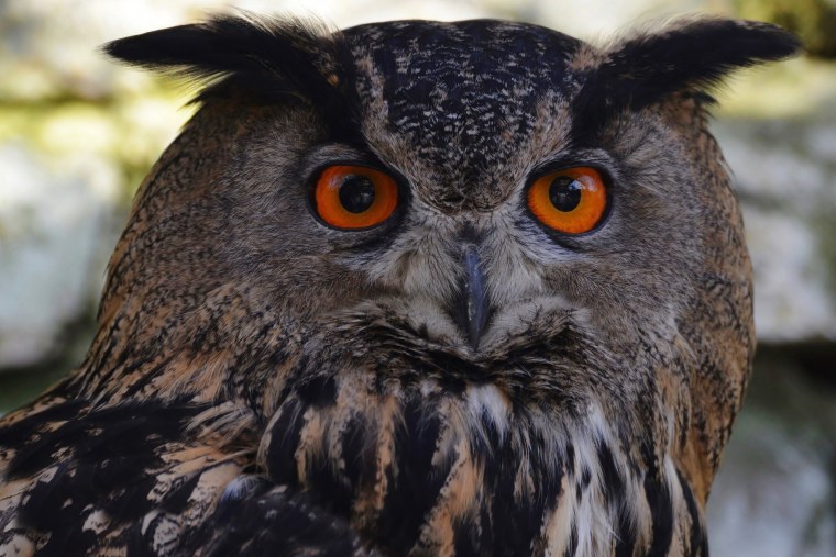 Филин (the Owl) 1991