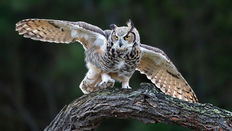 Виргинский Филин