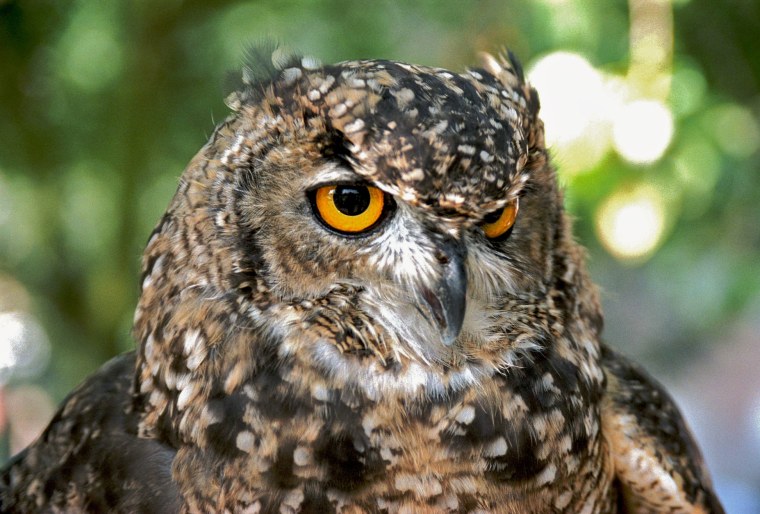 Сова с желтыми глазами