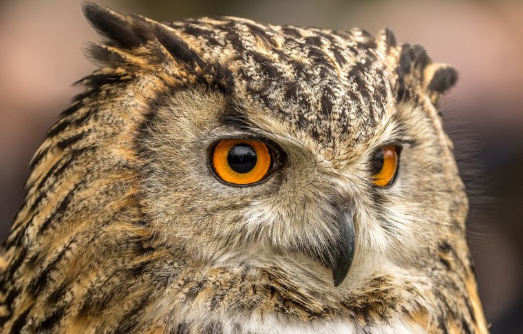 Западносибирский Филин