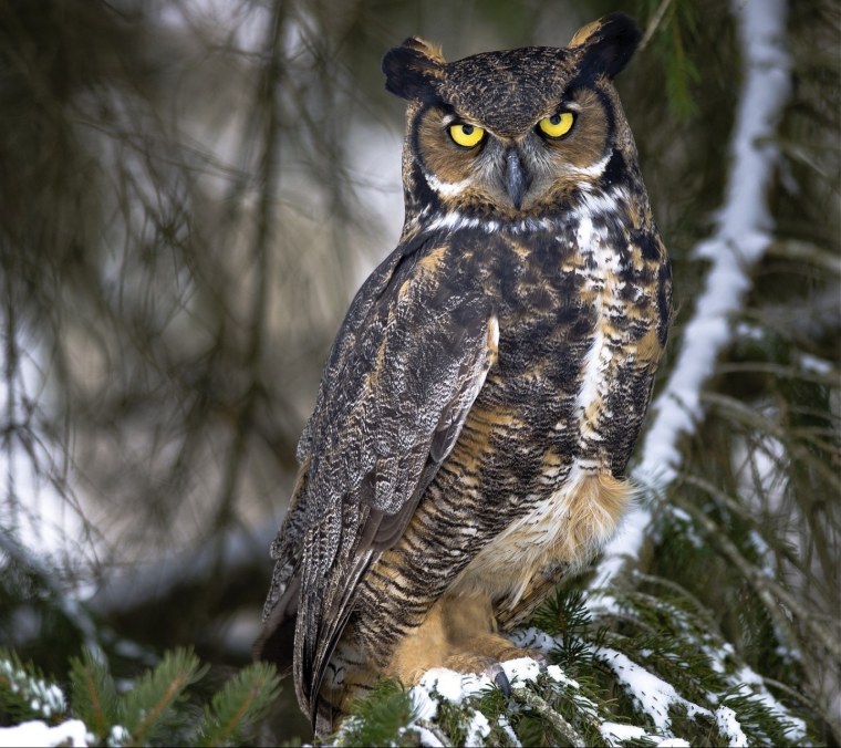 Абиссинская ушастая Сова