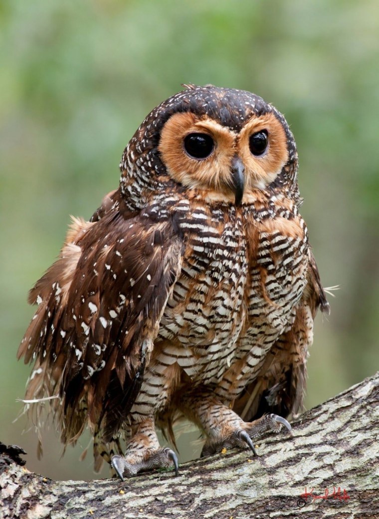 Совообразные Филин