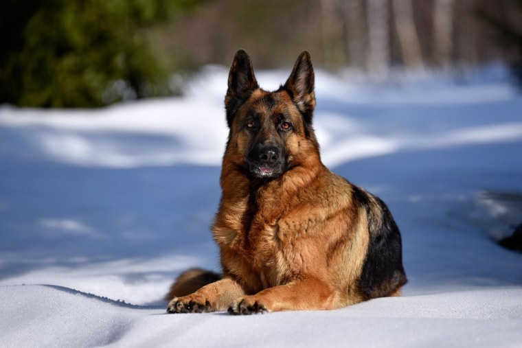 Немецкая овчарка Шеферд Мухтар