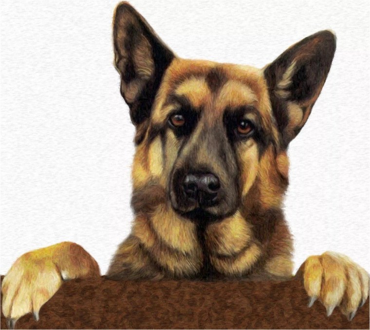 Овчарка арт
