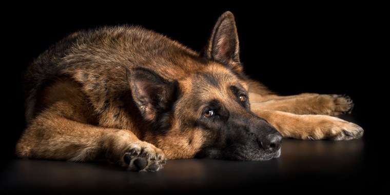 Восточно-европейская овчарка силуэт