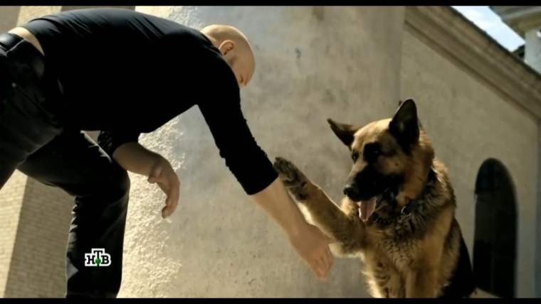 Восточно-европейская овчарка рисунок