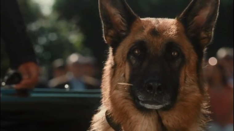 Злая морда собаки