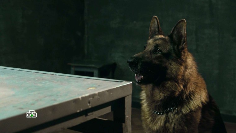 Сериал пёс 1