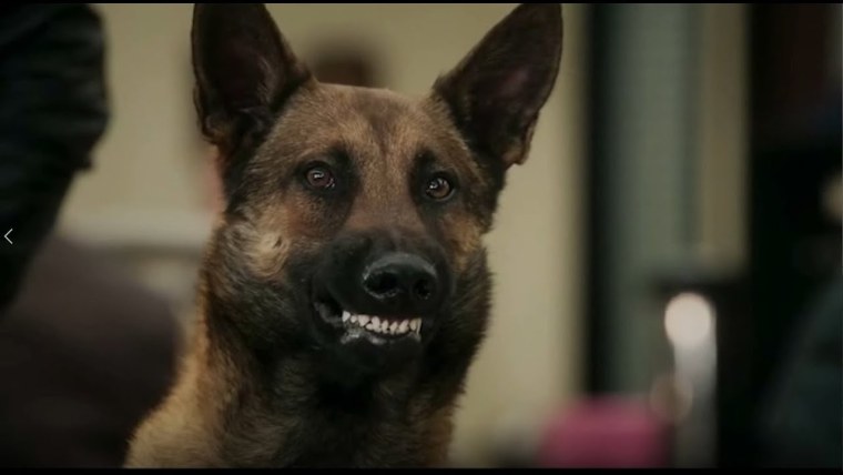 Максим Максимов сериал пес