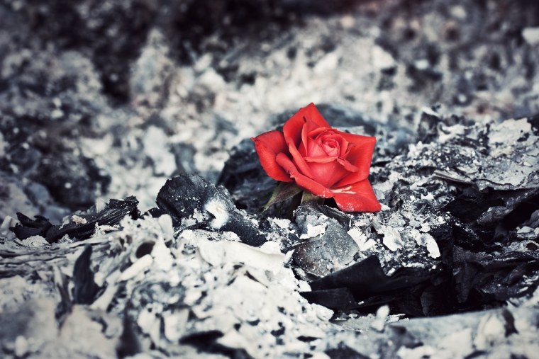 Роза среди камней