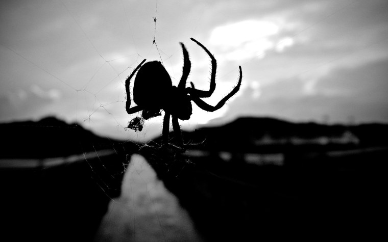 Обои на рабочий стол паук