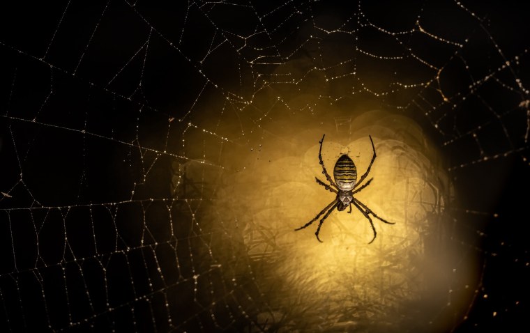 Паук на паутине