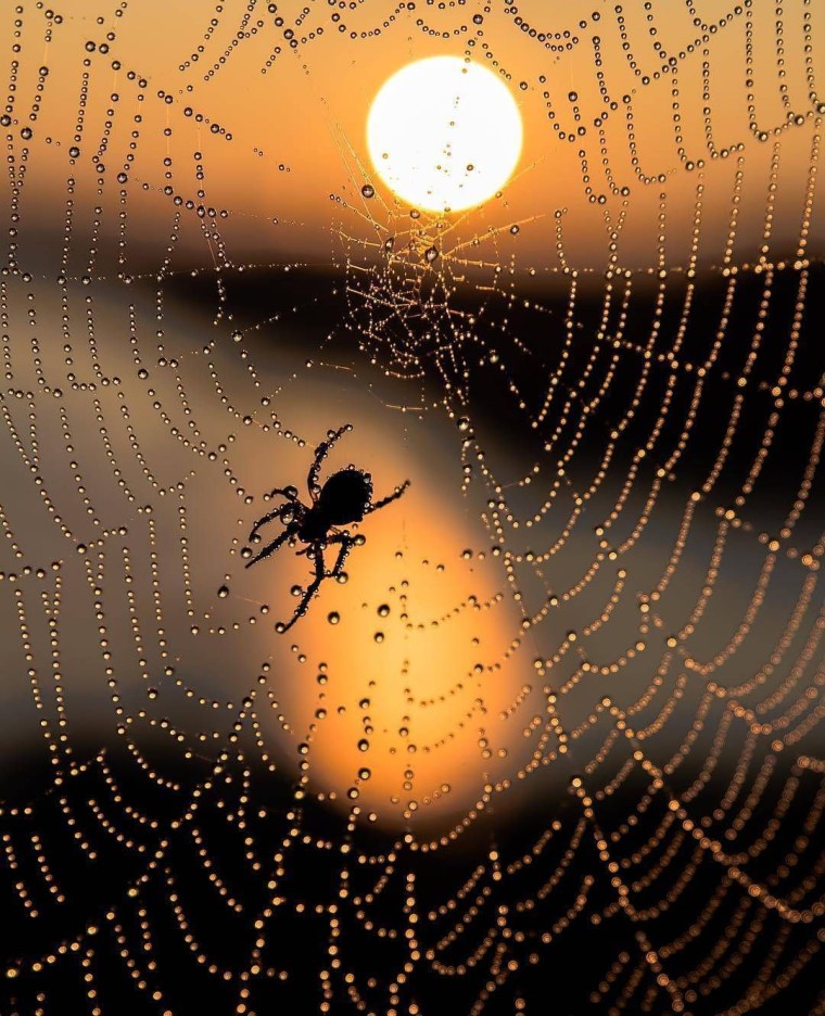 Футбол паук