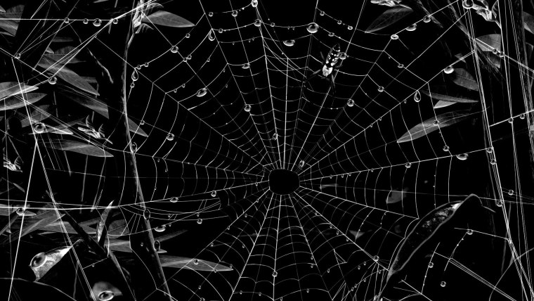 Паутина черная