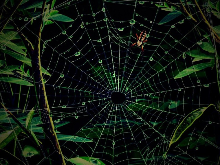 Паутина на рабочий стол