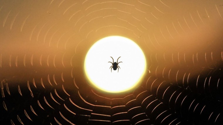 Паутина на закате