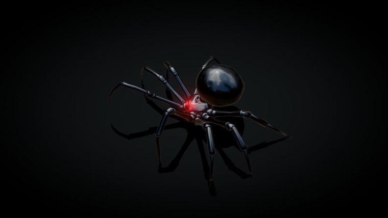 Паук на черном фоне