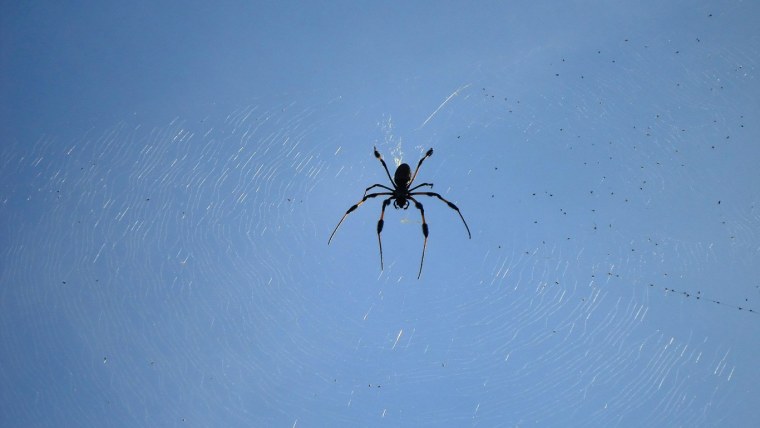 Паучок на паутинке