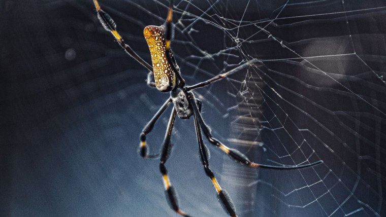 Нефила золотопряд