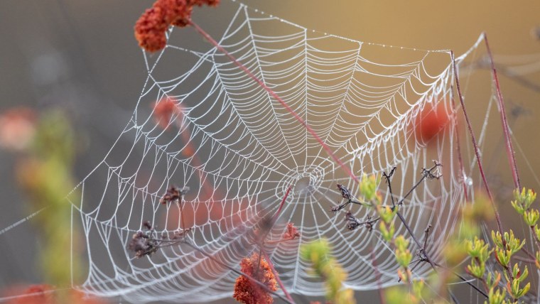 Паутина фон