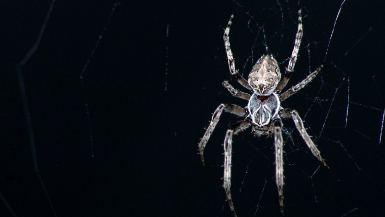 Паук на черном фоне
