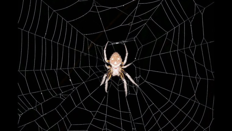 Паутина черная