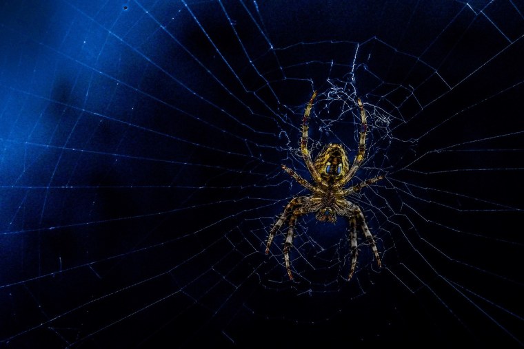 Пауки фон
