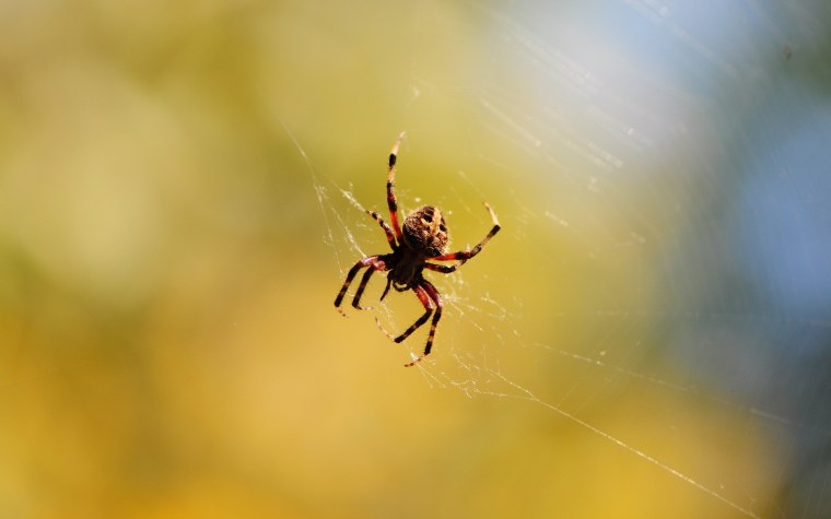 Паук птицеед на белом фоне