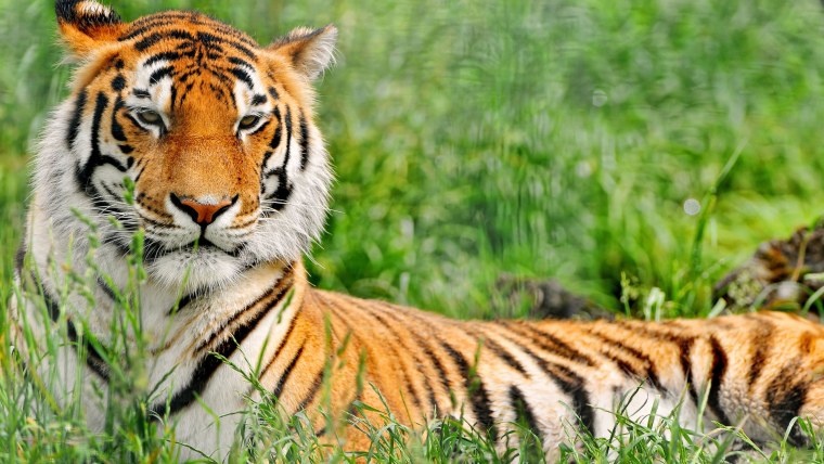 Полосатый тигр