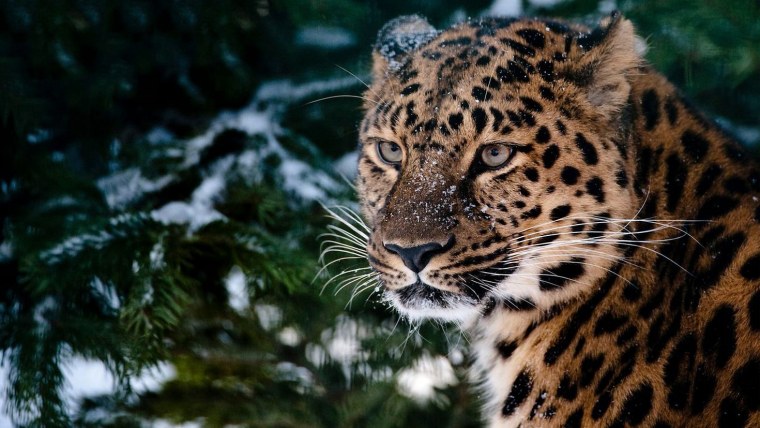 Дальневосточный леопард морда