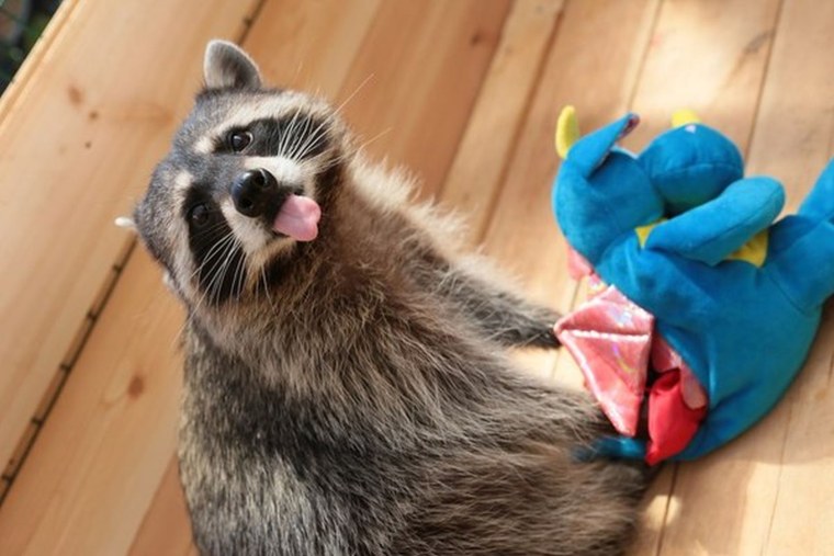 Бешеный енот