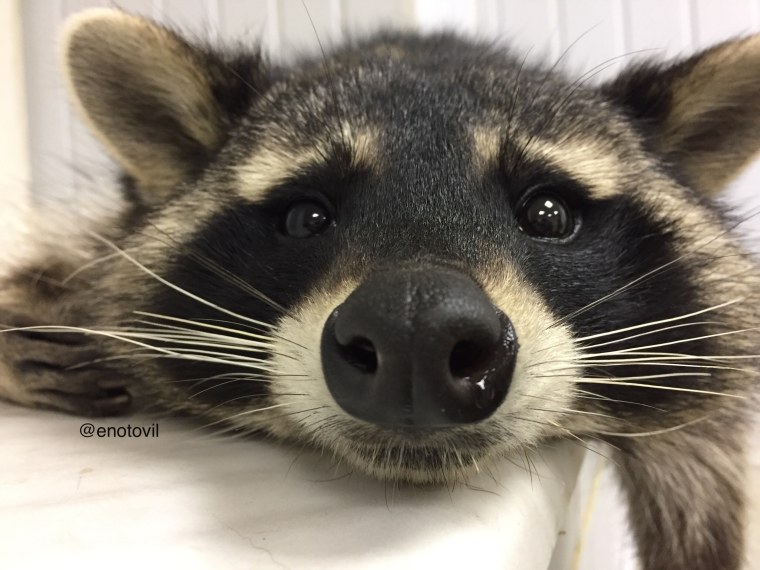 Енот полоскун фото