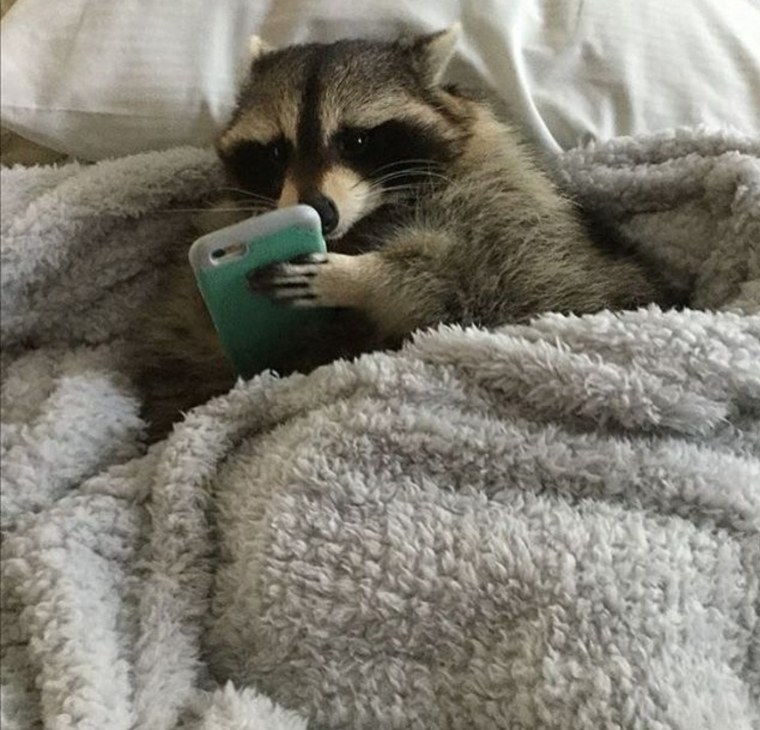 Енот проснулся