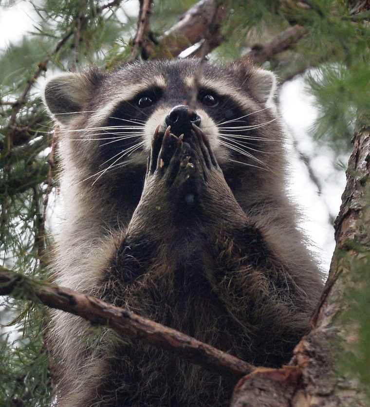 Ебушки воробушки