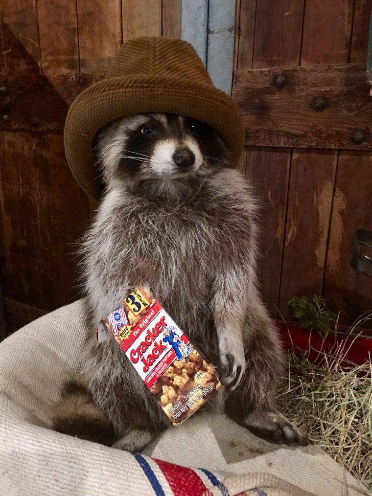 Смешной Енотик