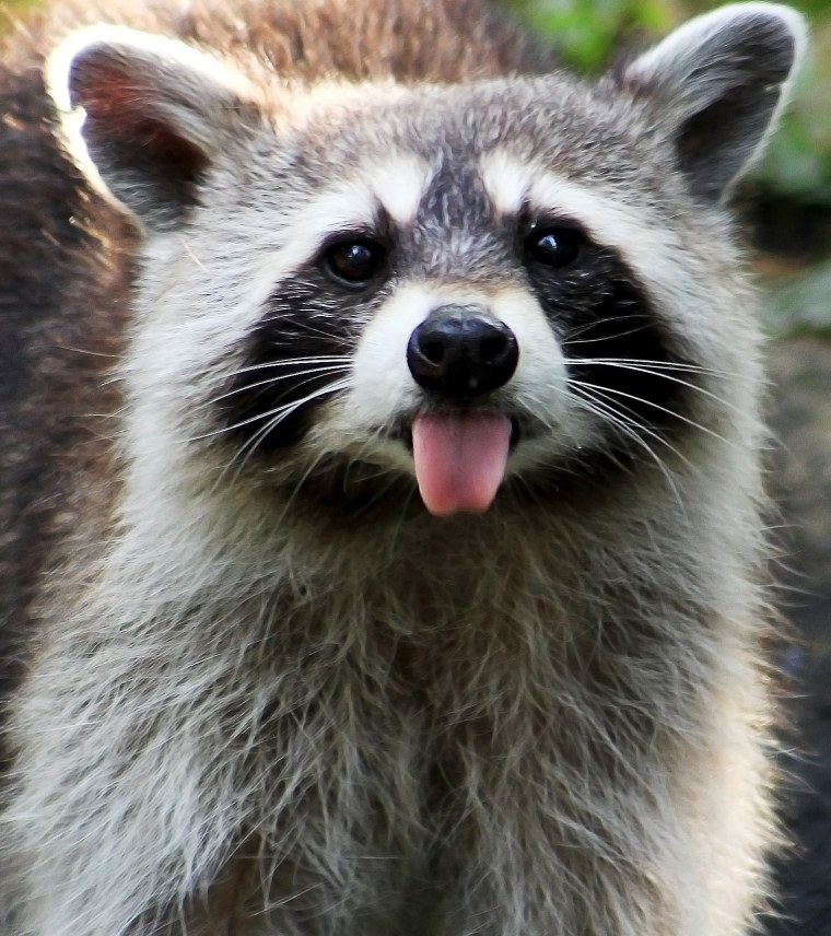 Енот полоскун улыбается