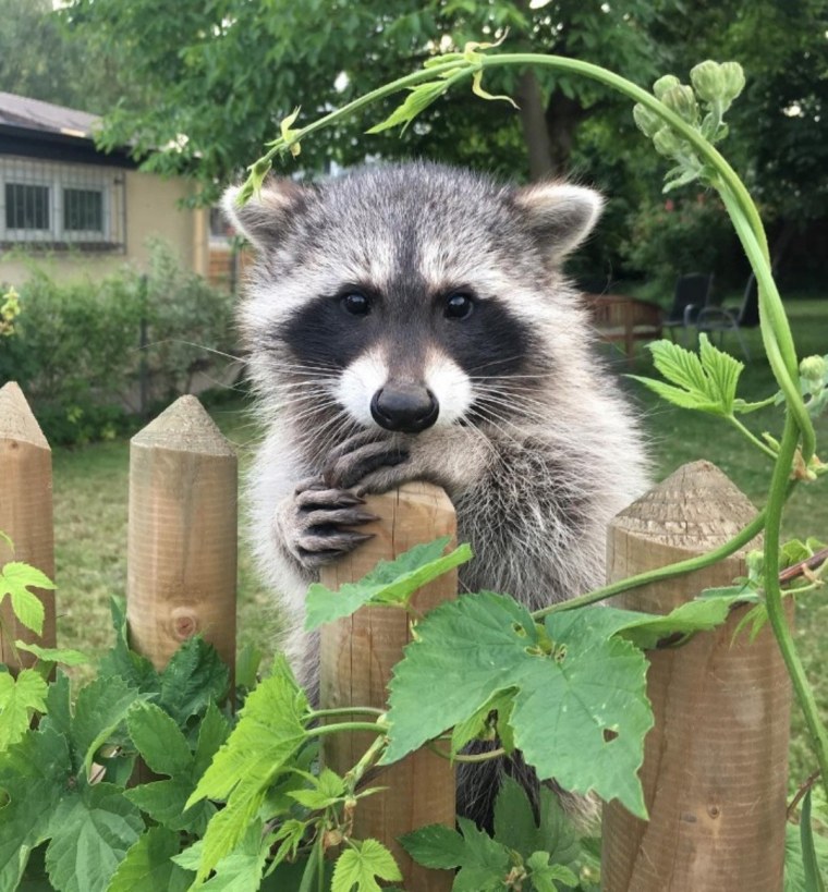 Забавные еноты