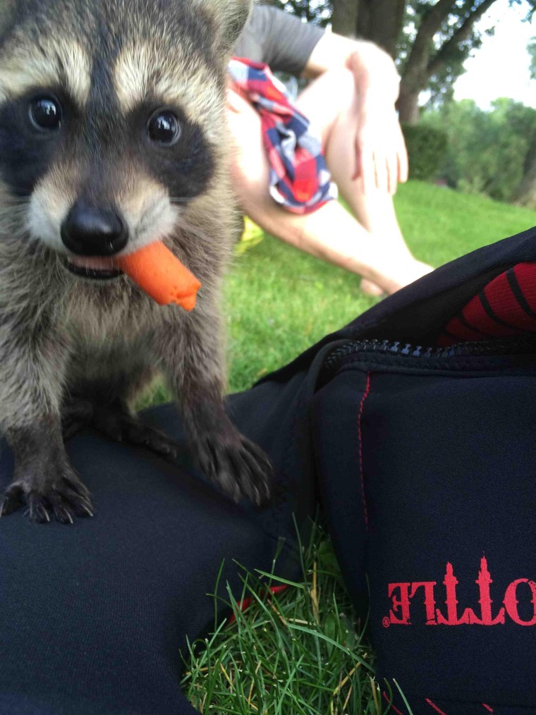 Смешной Енотик