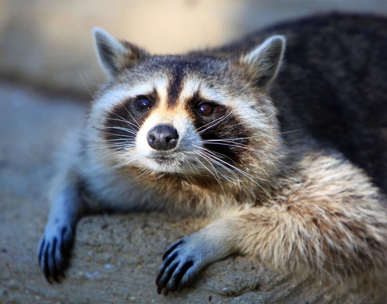 Рыжий енот полоскун