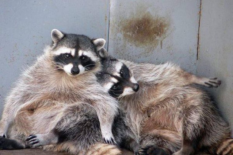 Парочка енотов