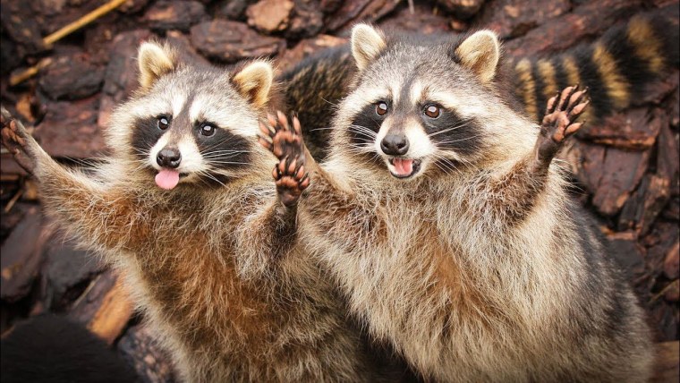 Енот полоскун смешной